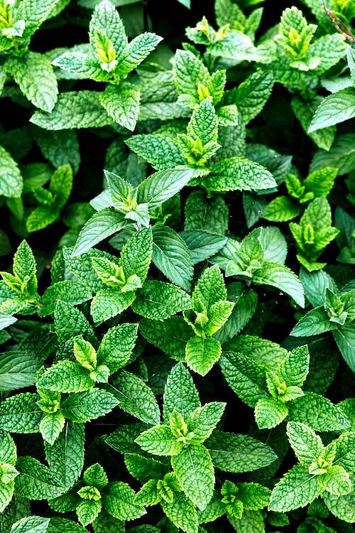 Benefits of Peppermint Plant