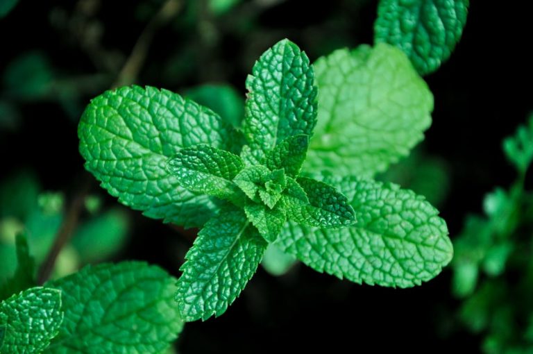 Benefits of Peppermint