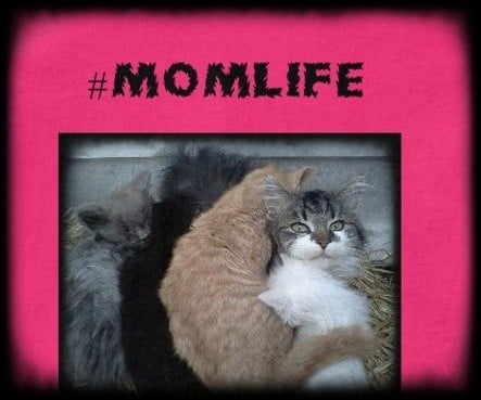 #momlife cat with kittens tshirt