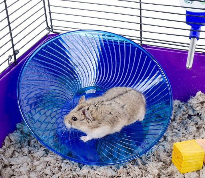 How to train a hamster flying saucer dwarf hamster exercise wheel