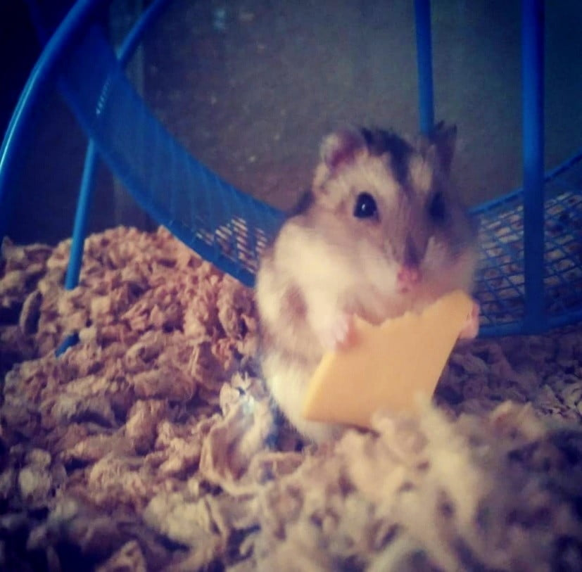 How to Train a Hamster