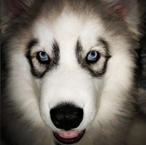 Siberian Husky Studios
