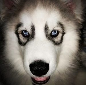 siberian husky