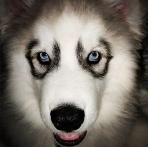 Chief the Siberian husky